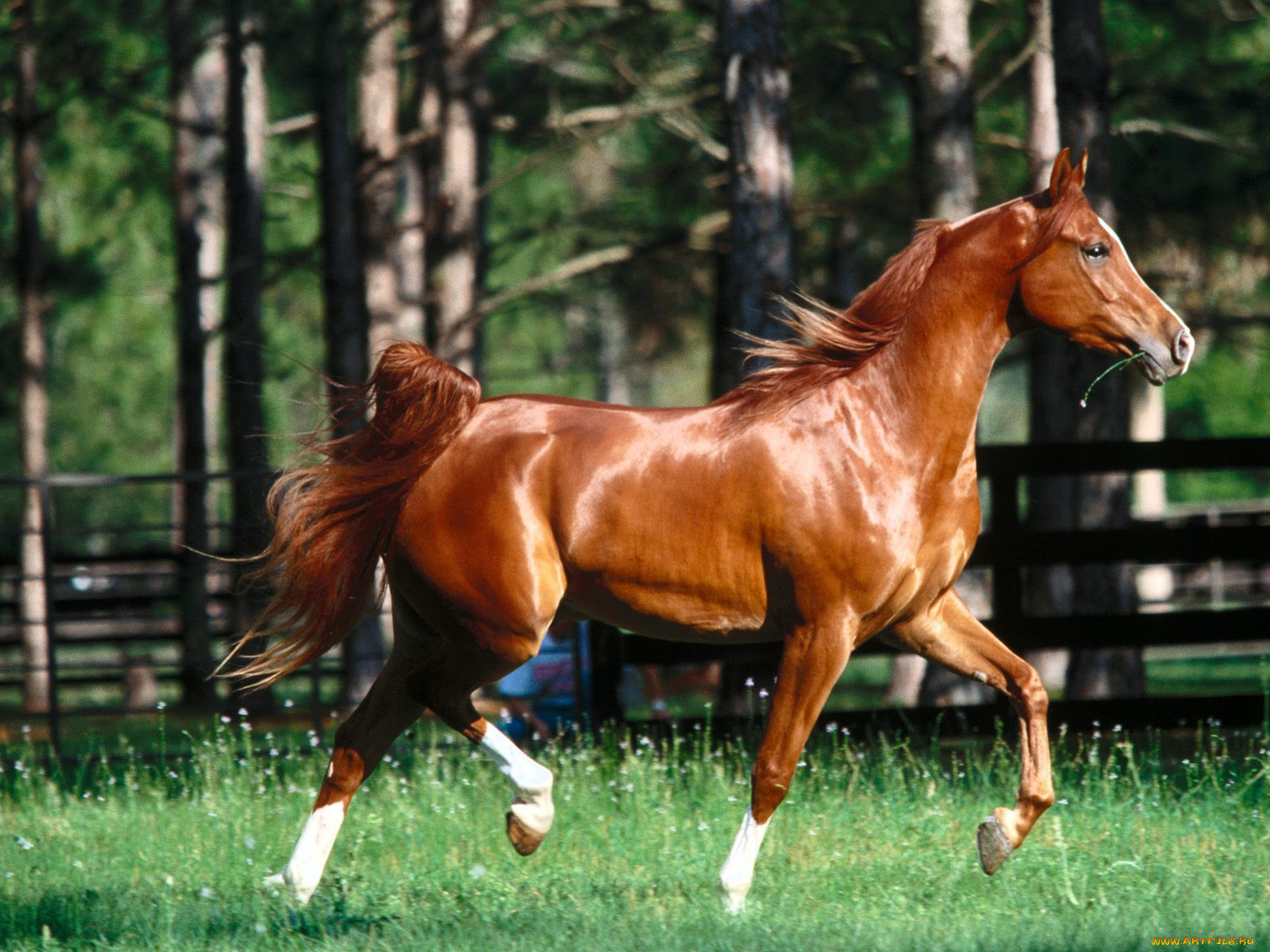 Лошадки 1 5. Дончак порода лошадей. Ганноверская лошадь рыжая. Конь рыжий. Красивая рыжая лошадь.